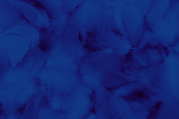 Beautiful abstract colorful black and blue feathers on black background and soft dark feather texture on dark pattern and blue background, colorful feather, purple banners