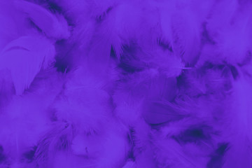 Beautiful abstract colorful black and purple feathers on black background and soft blue feather texture on dark pattern and blue background, colorful feather, purple banners
