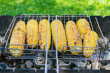 ears of yellow corn grilled outdoors, close-up