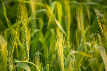 Vegetative stage of a healthy wheat field progress with barley