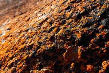 Close up of orange lichen growing on granite rock at South Australian beach