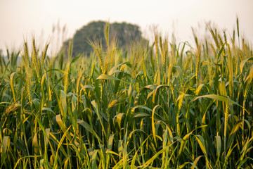 Wheat field at vegetative stage of crop