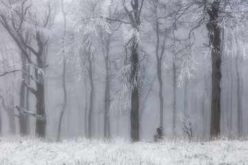 Winter forest in the mountains. Majestic winter treet.