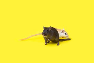 Two homemade gerbils red and black on a yellow background. Rodent maintenance at home