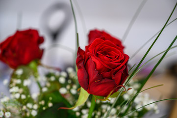 Open flowers of red roses in a bouquet against a light background