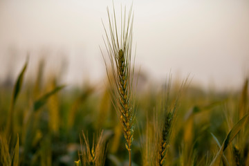 Fototapeta premium Green Wheat barley at field with blurred background