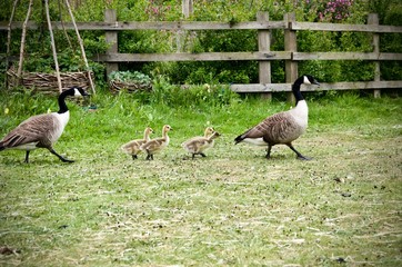 Family of Geese 