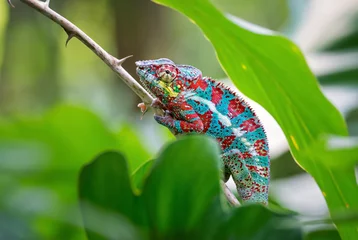 Poster Panther Chameleon - Furcifer pardalis, Madagascar. Beautiful lizard from Madagascar rainforest, Endemic colorful. © David