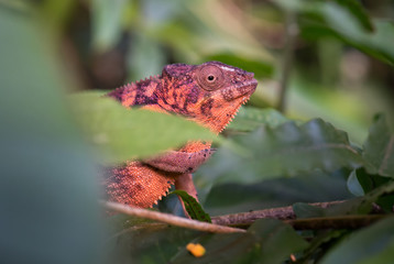 Panther Chameleon - Furcifer pardalis, Madagascar. Beautiful lizard from Madagascar rainforest, Endemic colorful.