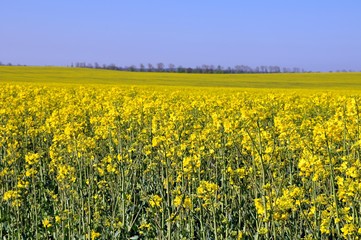 Fototapeta premium Unterwegs in Schmannewitz