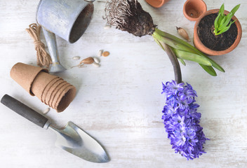 top view on hyacinth uproot ed, shovel and flower pot with a little watering can  on a white table