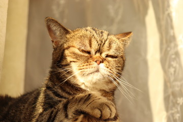 背筋を伸ばして肉球で将棋を指している雰囲気の猫アメリカンショートヘアー