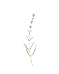 Watercolor lavander isolated on white background. Minimalist print. Hand drawn. Perfect for home decor, printable art, greeting cards, invitations. 