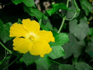 Yellow Luffa cylindrica flower in nature garden.