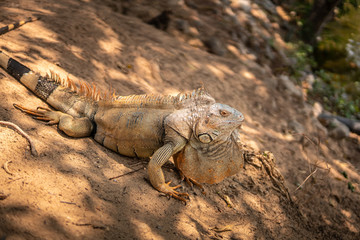 Green iguana also known as the American iguana is a lizard reptile in the genus Iguana in the iguana family. And in the subfamily Iguanidae.