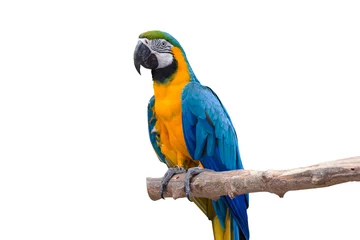 Gordijnen Bird Blue macaw parrot with isolated white background © piyaphunjun