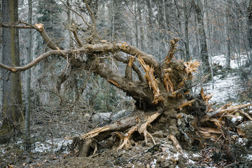 trunk of a tree