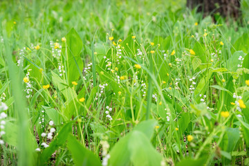 Wild green meadow with Lily of valley and Buttercup flowers