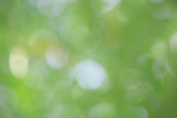 Obraz premium Bokeh green nature, Subtle background in abstract style for graphic design