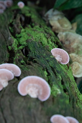 Mushrooms and green moss on moist timber