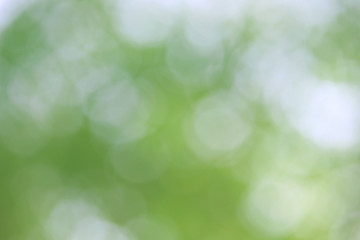 Fototapeta na wymiar Bokeh green nature, Subtle background in abstract style for graphic design
