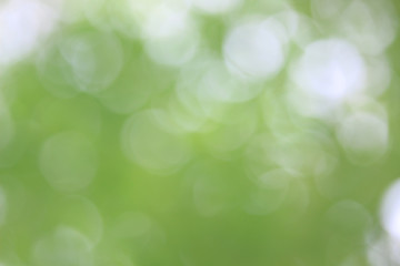 Obraz premium Bokeh green nature, Subtle background in abstract style for graphic design