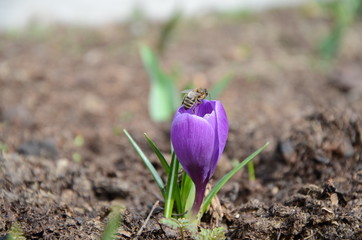 purple Crocus blooms from a Bud in spring