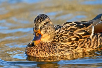 Beautiful wild ducks on water surface