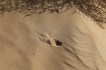 The imprint of life in the Wahiba desert