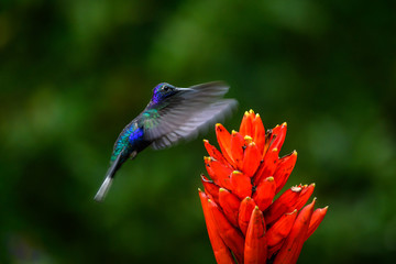 Amazilia decora, Charming Hummingbird, bird feeding sweet nectar from flower pink bloom. Hummingbird behaviour in tropic forest, nature habitat in Corcovado NP, Costa Rica. Two bird in fly, wildlife.