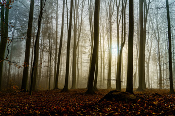 Sonnenaufgang Sächsische Schweiz Lilienstein © David