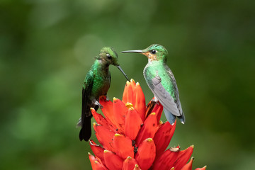 Amazilia decora, Charming Hummingbird, bird feeding sweet nectar from flower pink bloom. Hummingbird behaviour in tropic forest, nature habitat in Corcovado NP, Costa Rica. Two bird in fly, wildlife.