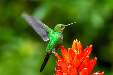 Amazilia decora, Charming Hummingbird, bird feeding sweet nectar from flower pink bloom. Hummingbird behaviour in tropic forest, nature habitat in Corcovado NP, Costa Rica. Two bird in fly, wildlife.