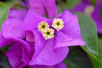 Beautiful yellow stamens full of pollen of a purple leaved Bougainvillea plant