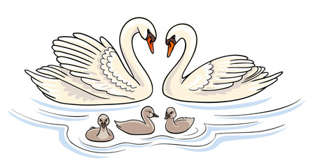 Swans family - vector illustration