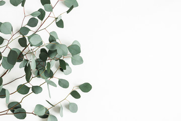Eucalyptus leaves on white background. Frame made of eucalyptus branches. Flat lay, top view, copy...