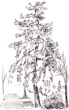 graphic drawing tree in the park