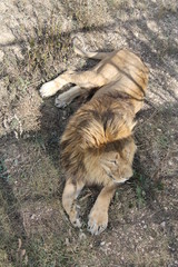 Naklejka premium lion on the grass