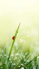 Green grass with ladybug and dew droplets on meadow field in morning light. Spring Nature vertical...
