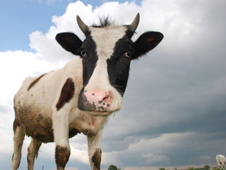 Close-up cow in the field.