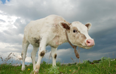 Close-up cow in the field.