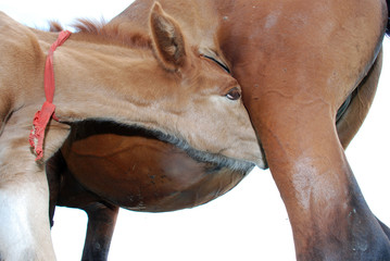 Obraz premium Foal in the forest.