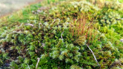 moss and lichen on closer inspection