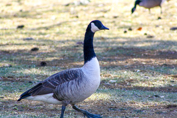 A profile of a goose as it wanders alongside the lake. 