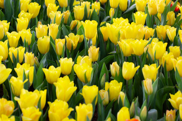 Obraz premium soft yellow tulips in the garden
