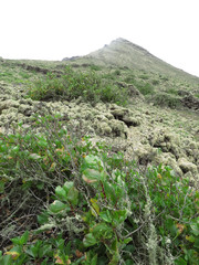  View of the volcano and ilslan plants. Nature on Lanzarote. Canary Island, Spain.