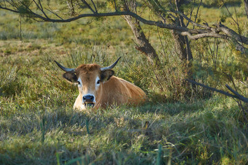 Cow in a meadow sitting looking at camera