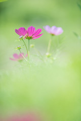 Fototapeta premium コスモス