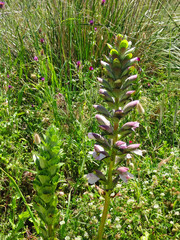 Fleurs de Sicile