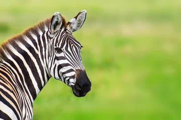 Gordijnen Closeup zebra hoofd tegen groene onscherpe achtergrond © ilyaska
